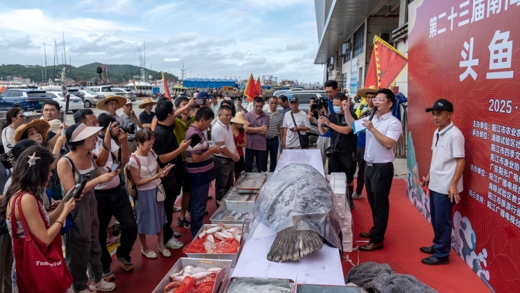 头鱼上岸，福气满舱，阳江“鱼王”拍出百万身价