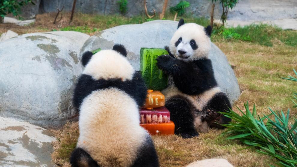 Ocean Park Hong Kong celebrates first birthday of locally-born panda twins