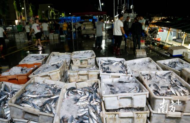  全国第一个！上海市2023年重点监管食用农产品动态清单发布