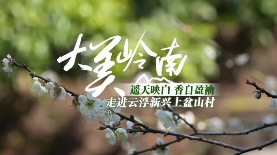 视频·大美岭南 | 云浮上盆山梅花：遥天映白 香自盈袖