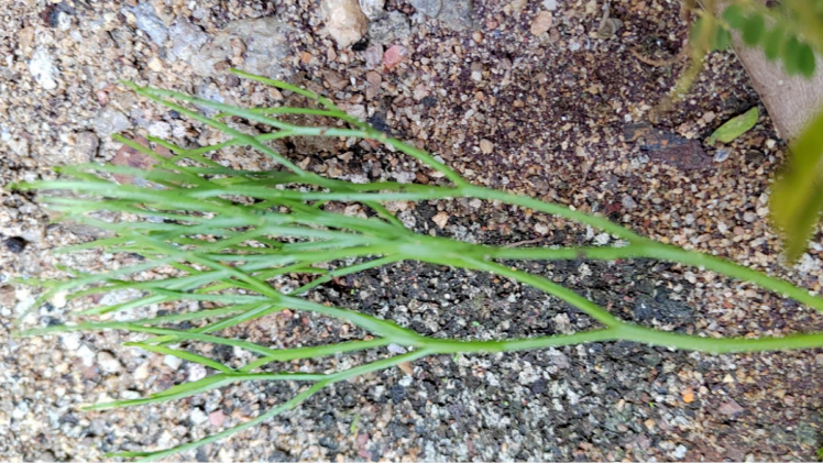 Rare "living fossil" plant discovered in Yunfu