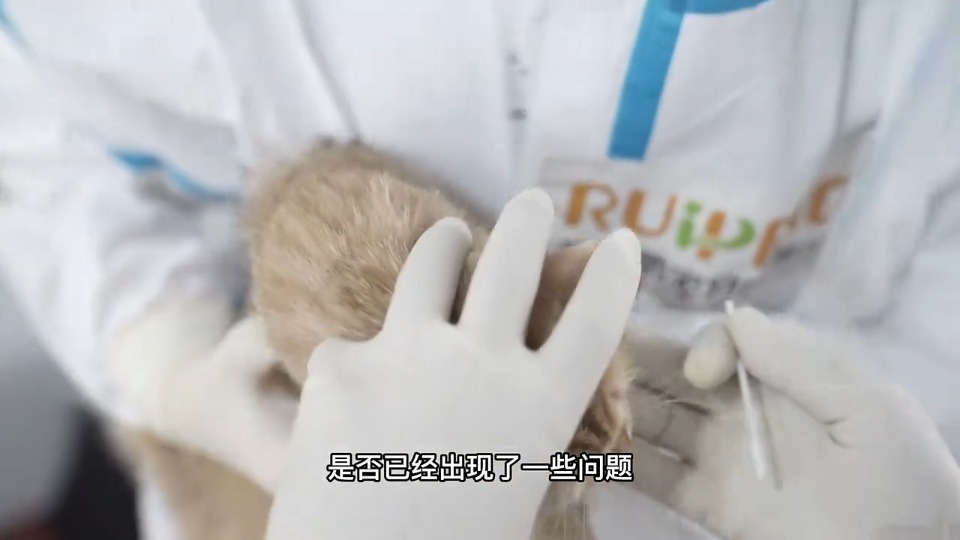 战疫影像日记｜你的宠物我来守护