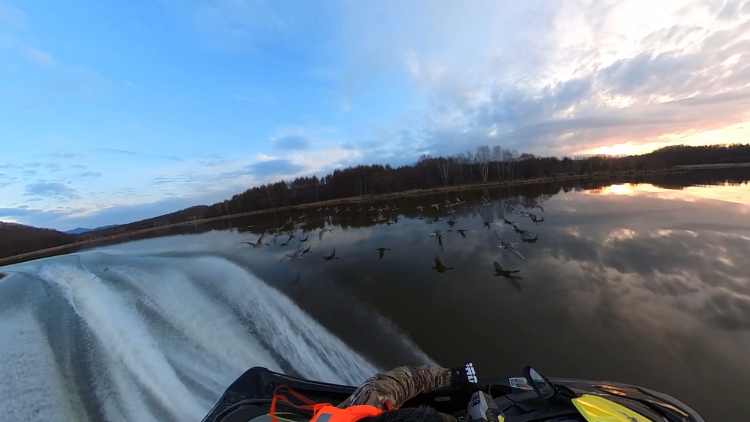 “大雁伴飞”为什么火了？