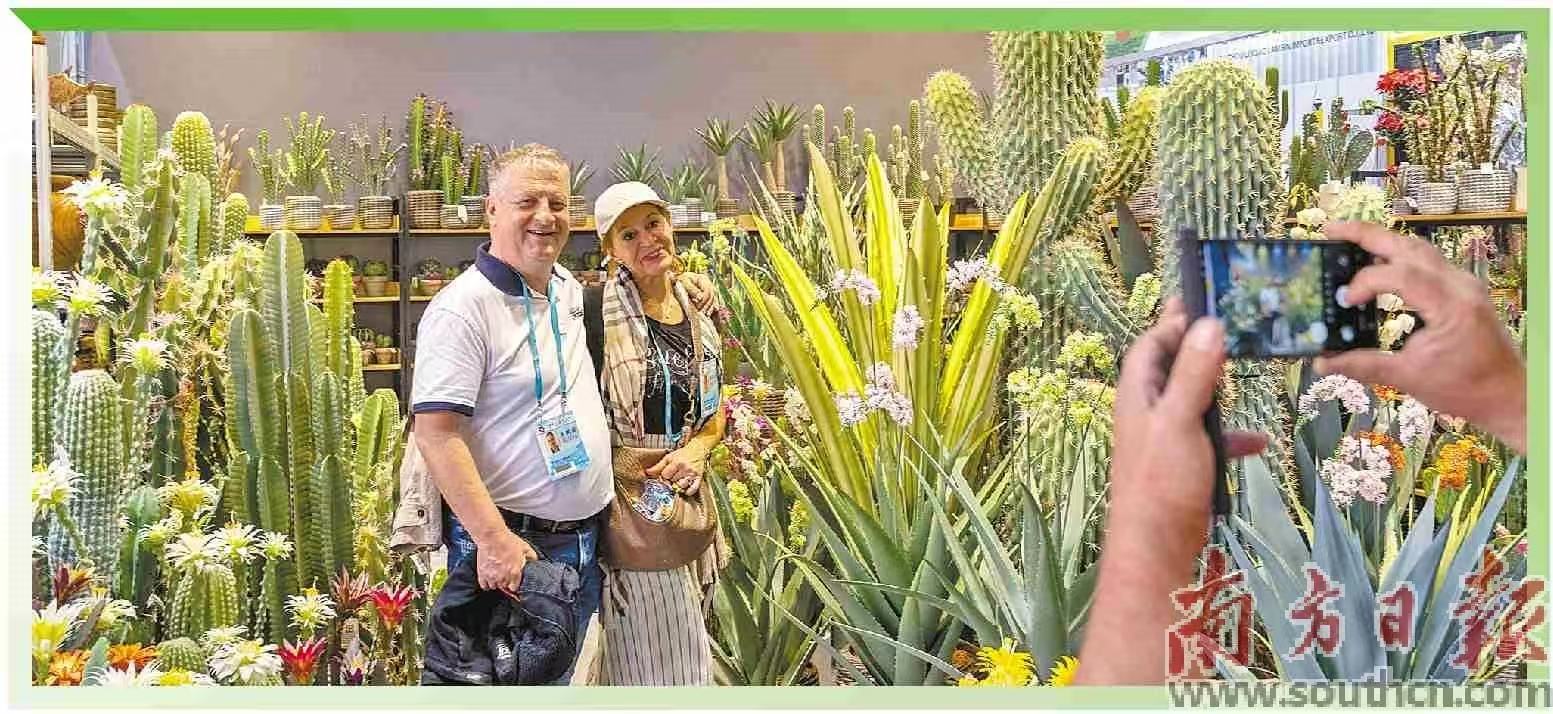 境外采购商选购景观植物。