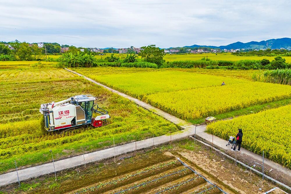“百千万工程” 三年初见成效丨罗定26万亩晚稻进入集中收割期