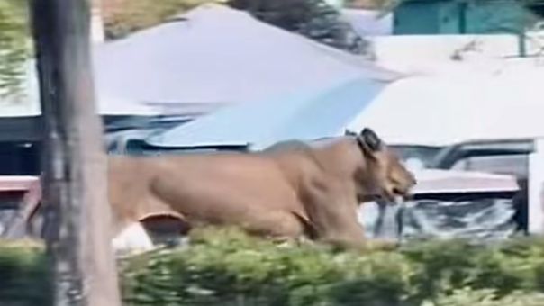 安徽一狮子在绿化带狂奔，官方通报：从马戏团跑出，已抓获！