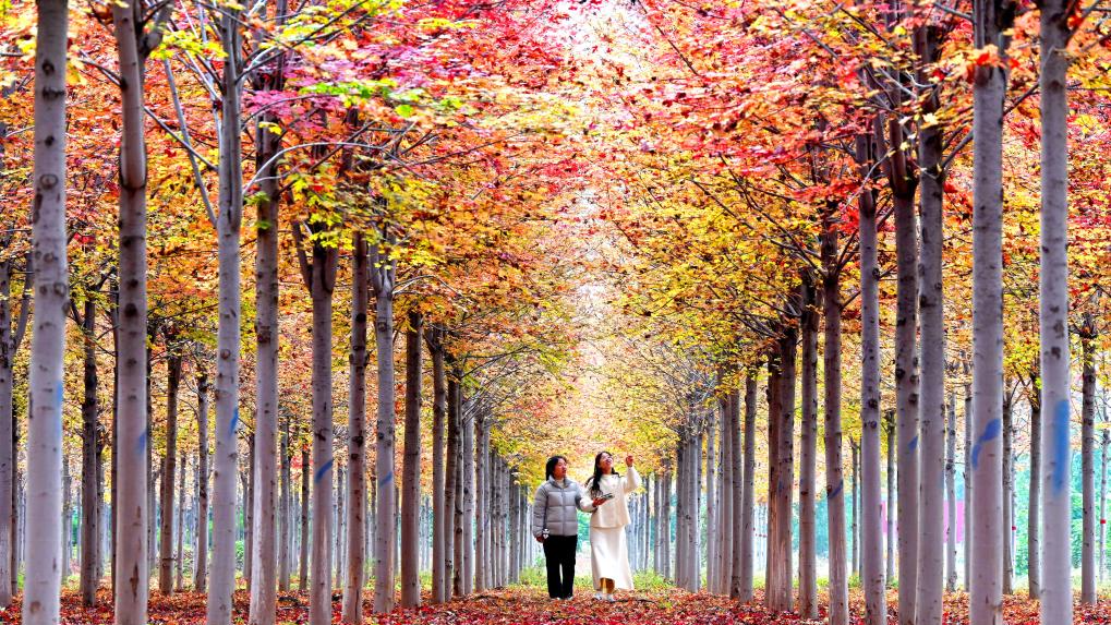 Autumn scenery across China