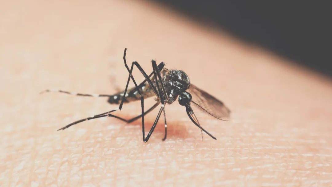 Guidelines issued for sale of anti-malaria medication in Guangdong province