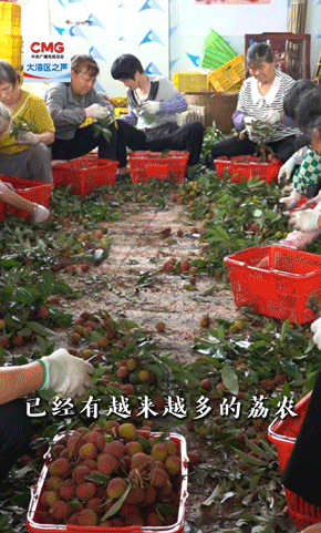 站在大湾地区的前面丨lita直到Zengcheng Lychees在云