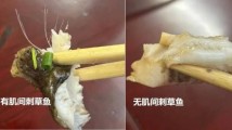 海大5000万元买“无刺草鱼”技术引热议,基因编辑是丰饶之角还是潘多拉魔盒 海大5000万元买“无刺草鱼”技术引热议,基因编辑是丰饶之角还是潘多拉魔盒