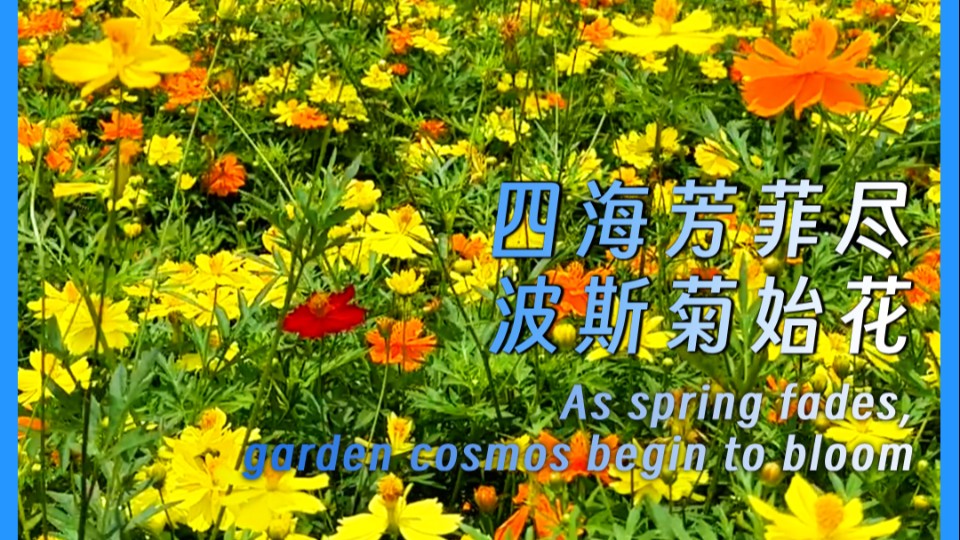 As spring fades, garden cosmos begin to bloom
