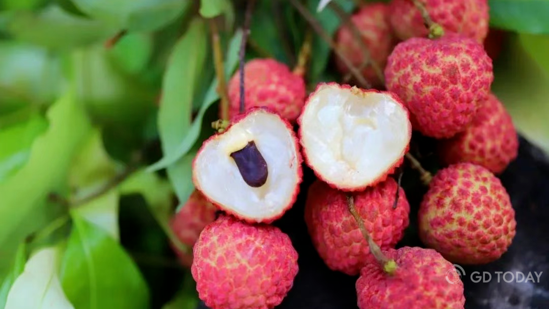 Conghua launches year-round lychee access with 4 themed tourist trails