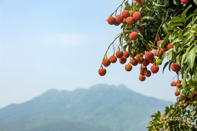 Welcome to Dianbai for a romantic experience in lychee harvest season