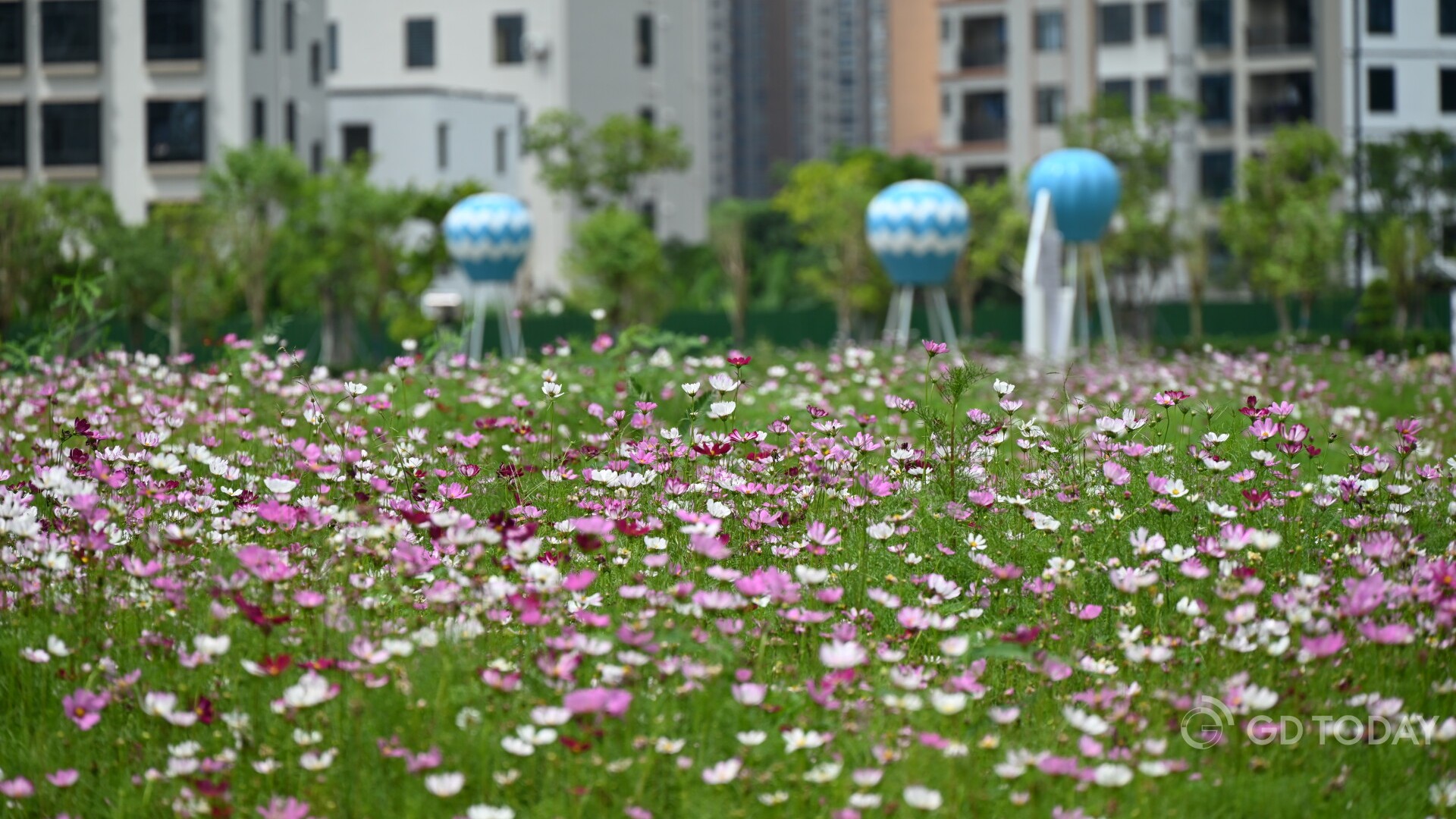 Gorgeous flowers bloom in Dianbai