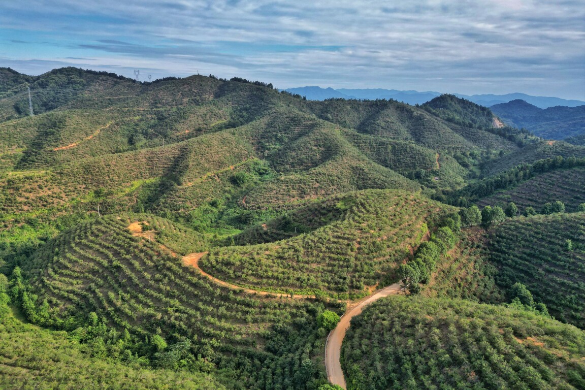 滿山油茶喜迎豐收（通訊員供圖）