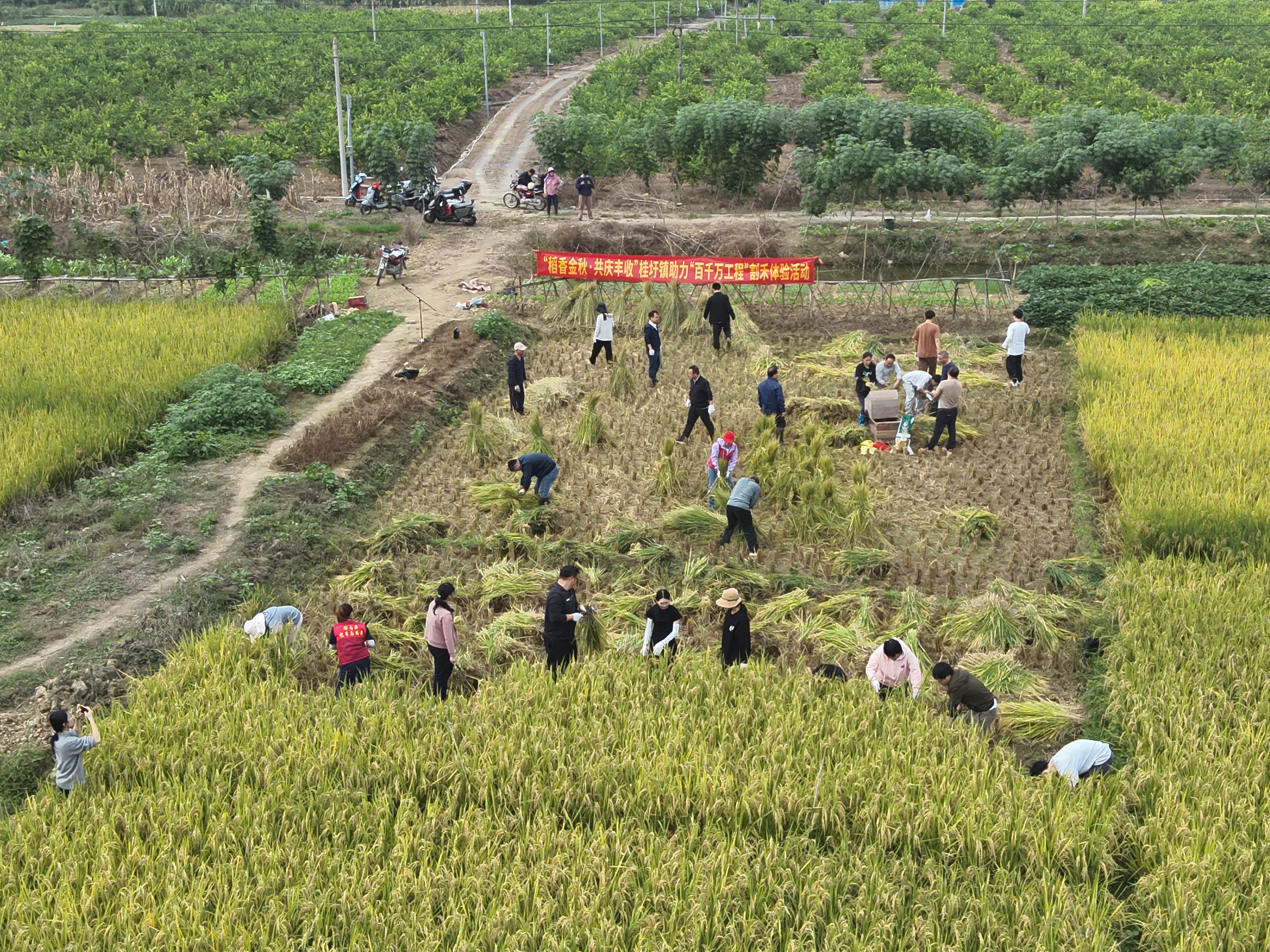郁南县桂圩镇割禾体验活动为“百千万工程”添动能‌