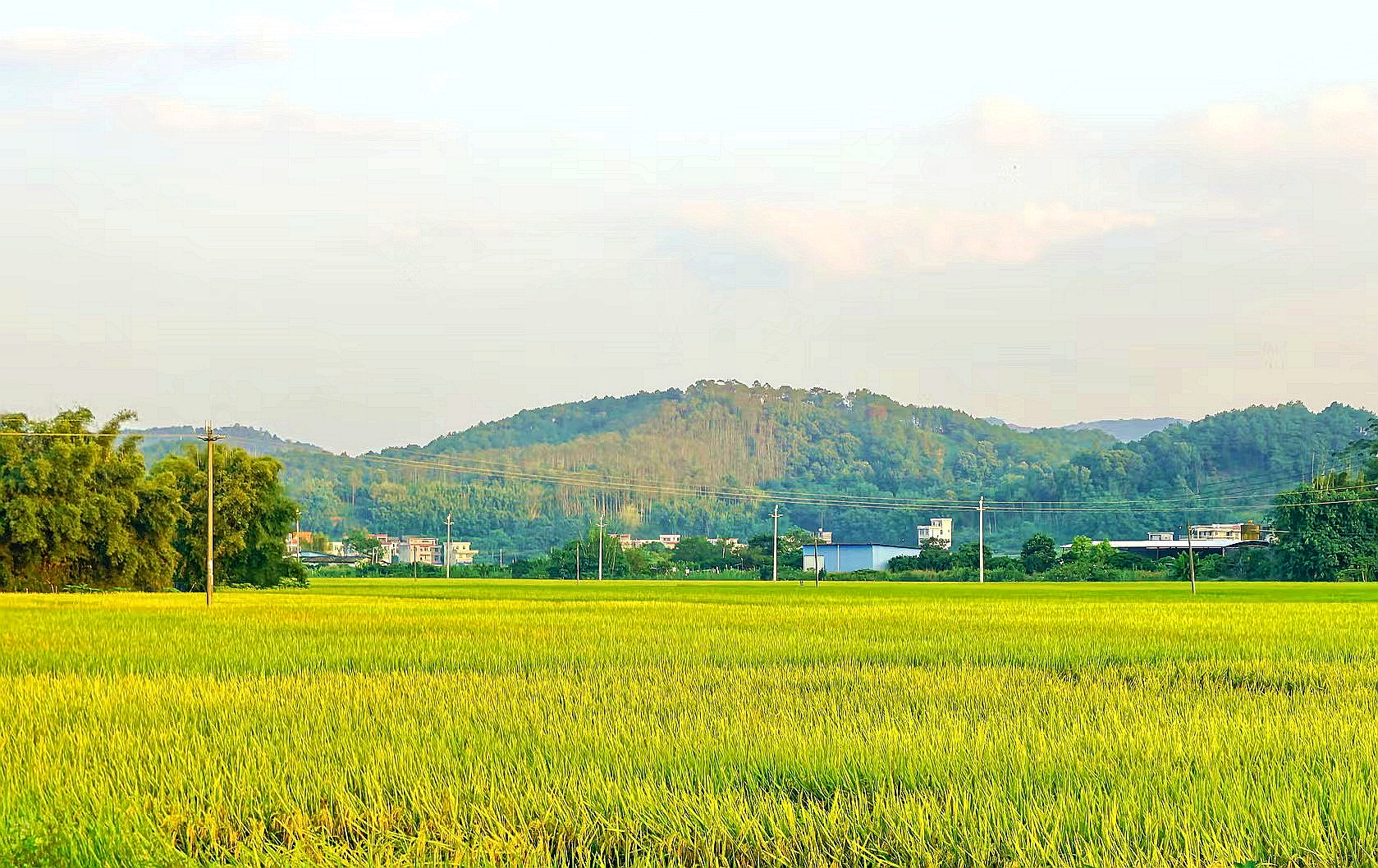 郁南县都城镇人大代表一线履职助力绿色经济发展