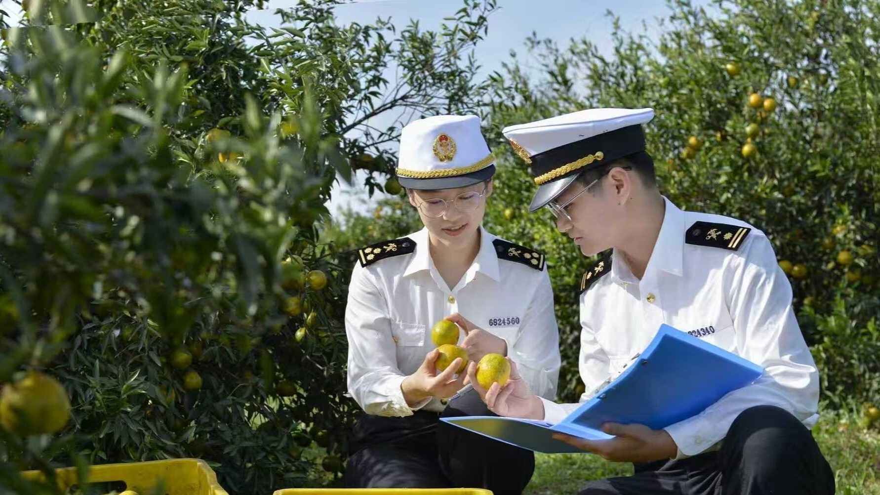 Jiangmen's Xinhui old tangerine peels go global