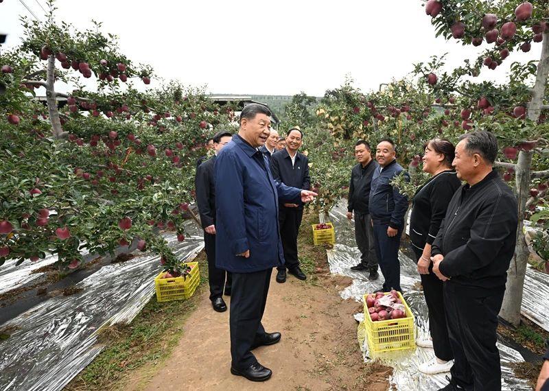 　　△2024年9月11日，习近平总书记在甘肃天水市麦积区南山花牛苹果基地考察时，走进果林了解相关种植、技术和管理情况。