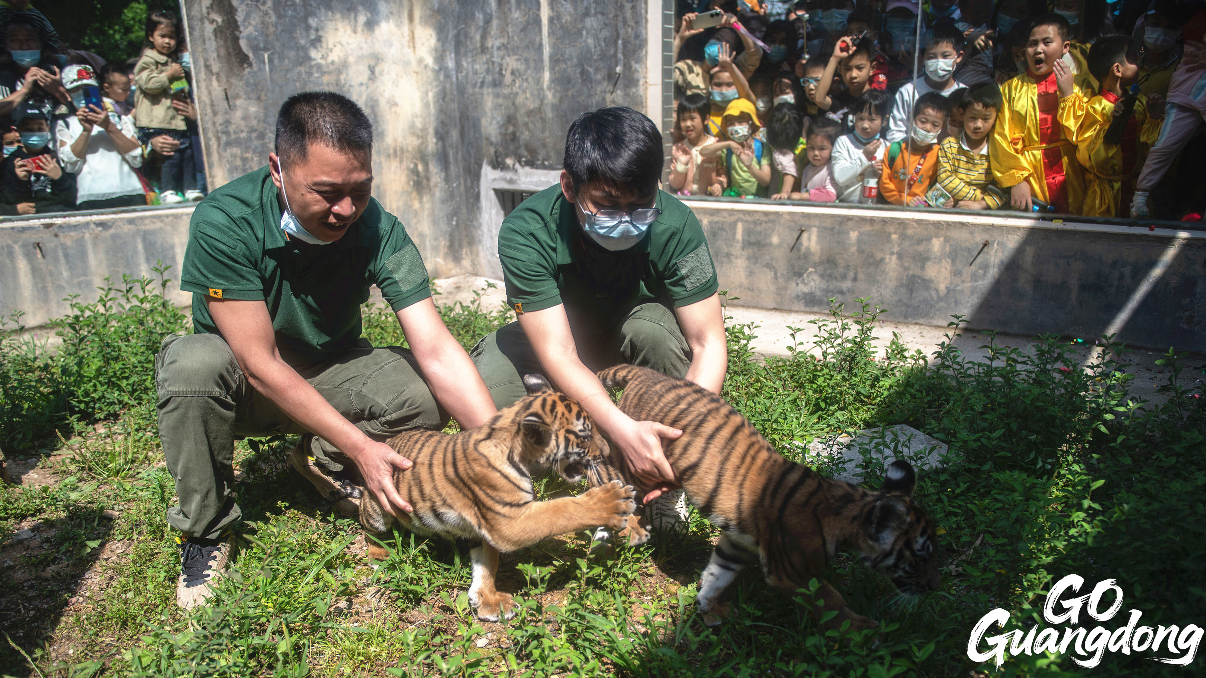 Shaoguan's breeding base defies South China tiger extinction