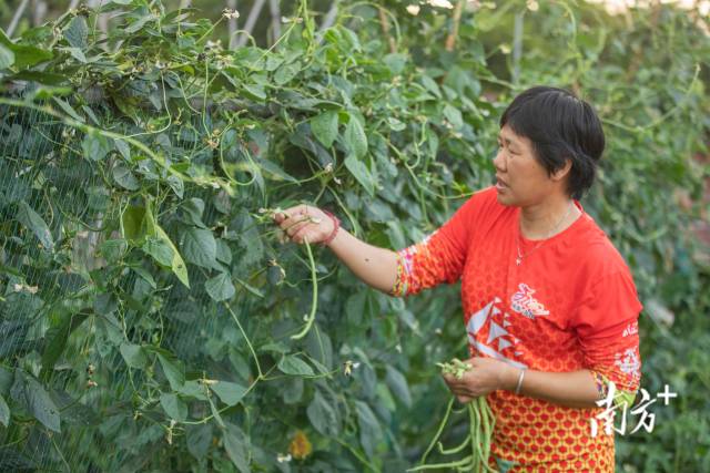 完成一天训练的董爱丽打理自家的农田。九江女子龙舟队成立之时，大部分是附近的村民组成。