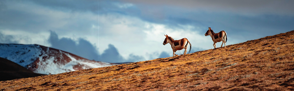 西藏羌塘国家级自然保护区的藏野驴（资料照片）。晋美多吉摄/本刊