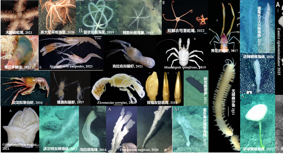 我国发布全球首个深海海山数字化智能系统