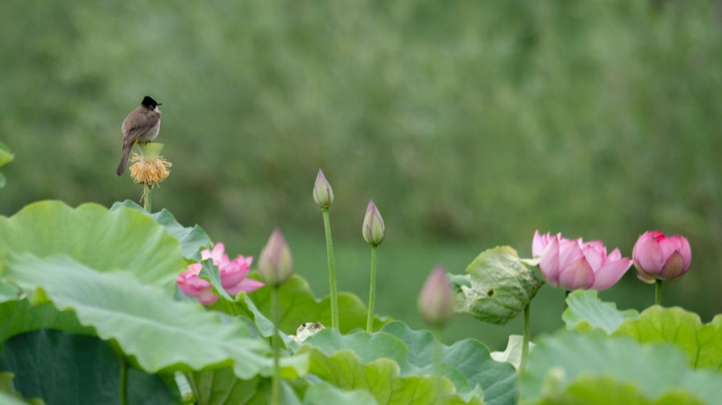 Blooming lotus in summer across China