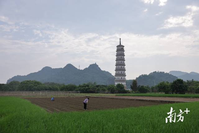 8月31日，再见文峰塔时，塔下泥沼已然褪去，塔旁农民正火热复耕复种，近日已有蔬菜产出。