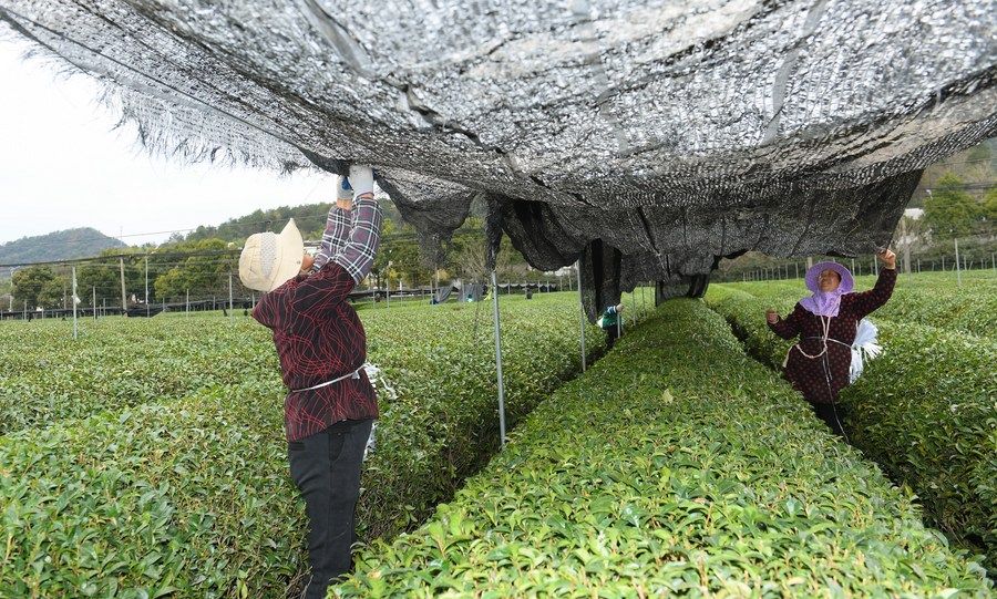 在浙江省绍兴市越城区富盛镇抹茶生产基地，农户为茶树拉遮阳网（2023年2月28日摄）。