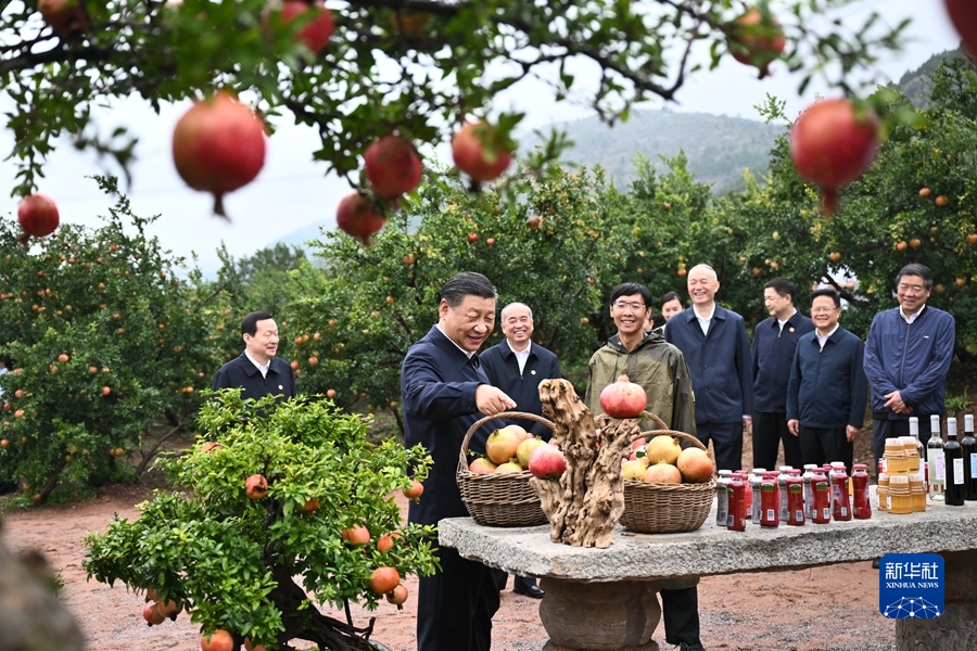 9月24日，中共中央总书记、国家主席、中央军委主席习近平在浙江考察结束返京途中，来到山东省枣庄市考察。这是习近平在位于峄城区的冠世榴园石榴种植园了解石榴产业发展情况。新华社记者燕雁摄