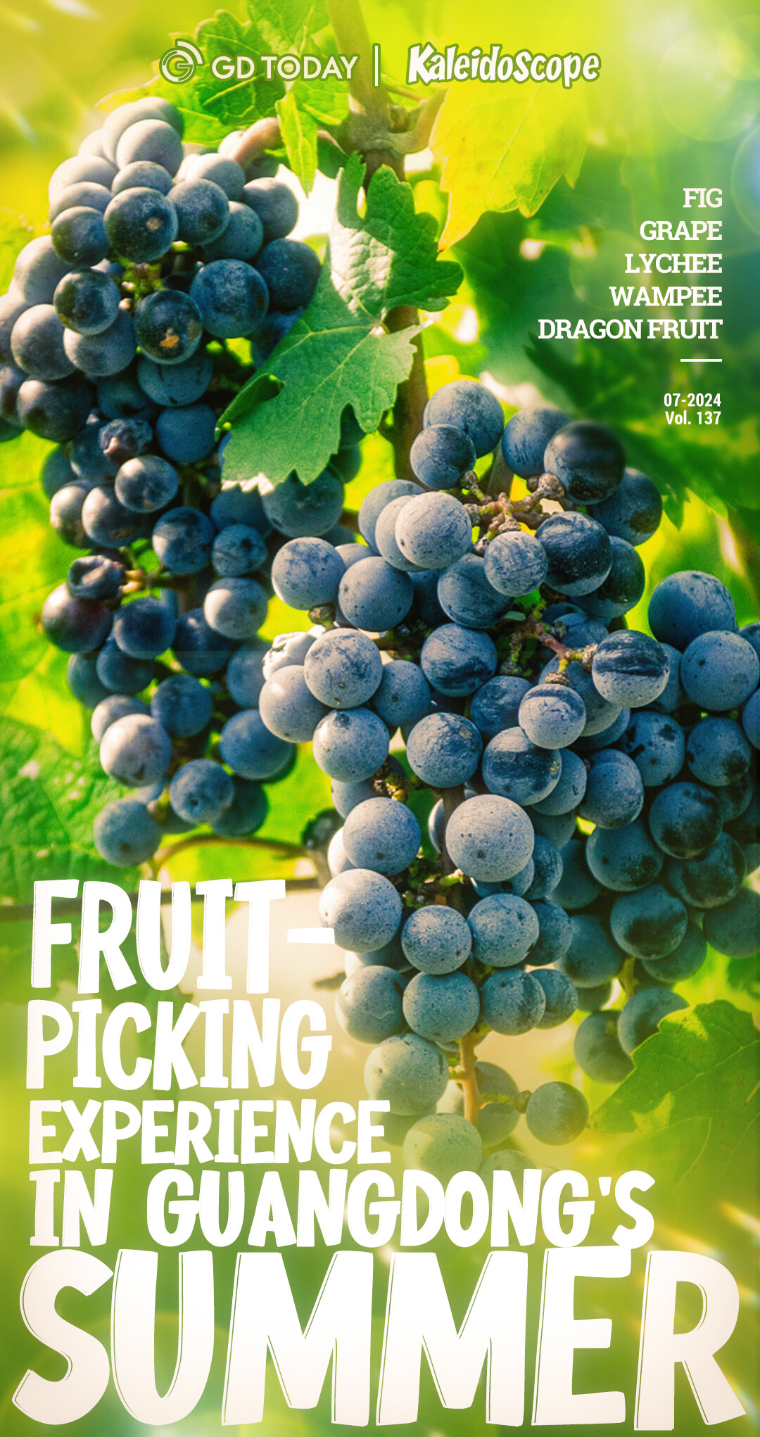 Fruit-picking experience in Guangdong's summer