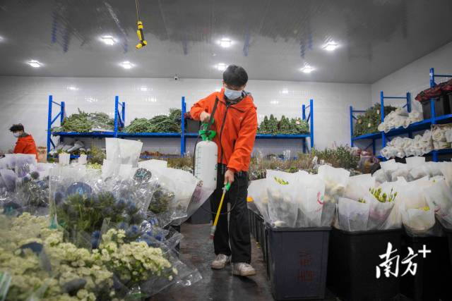 广州岭南花卉市场，商户正在对即将发出的进口花卉消毒，让网友买得更加安心。