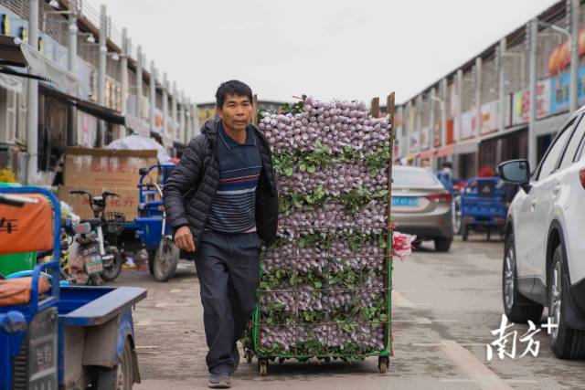 荔湾岭南花卉市场作为广州最大的鲜花集散地，每个春节前都是一年里最繁忙的时期。 