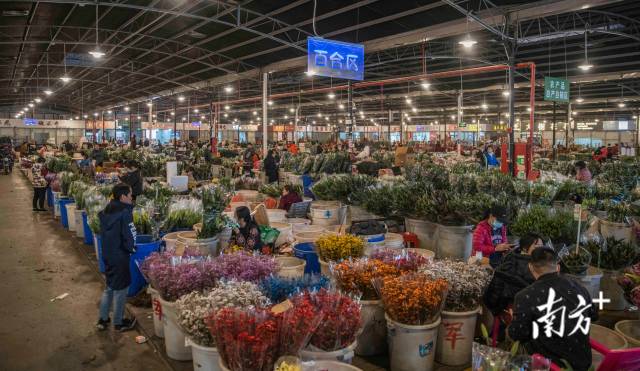荔湾岭南花卉市场作为广州最大的鲜花集散地，每个春节前都是一年里最繁忙的时期。 