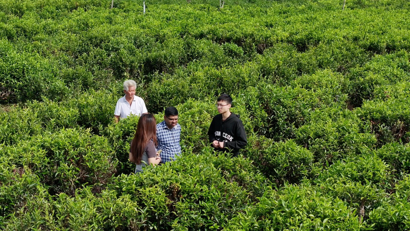 The Chinese connection of the "foreign doctor" in the tea field