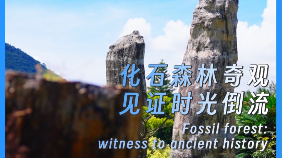 Fossil forest: witness to ancient history