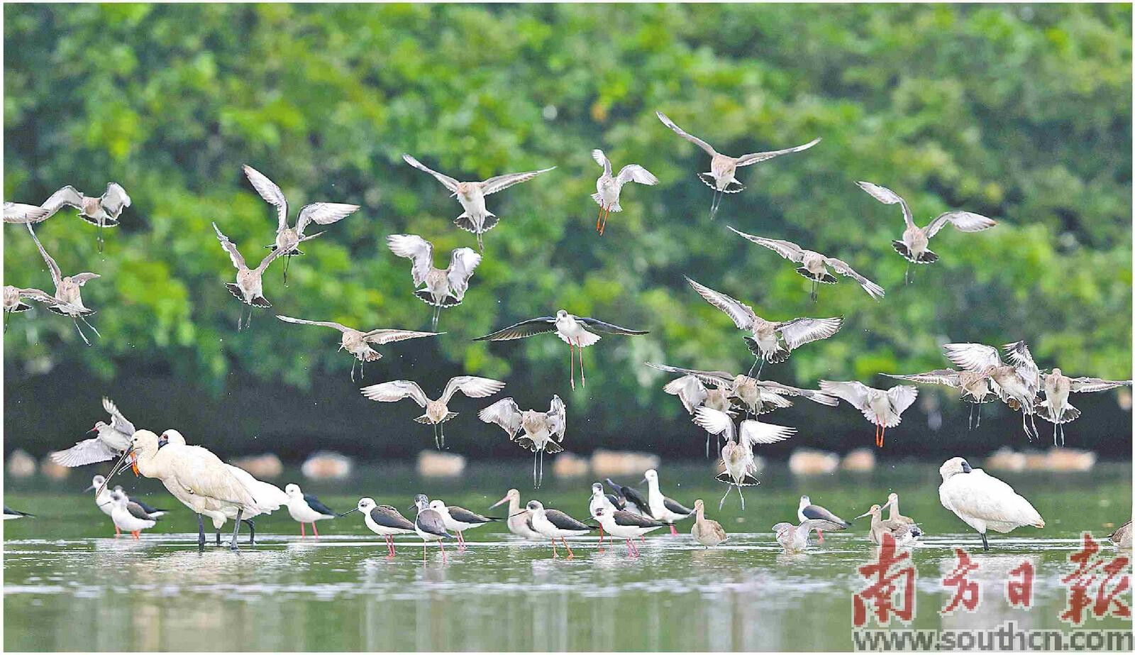 广州市南沙湿地候鸟。省林业局供图