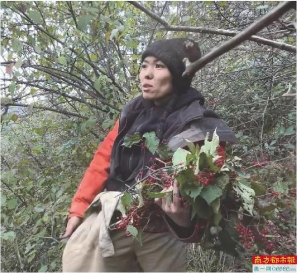 半决赛后期唯一女选手“冷美人”正在采摘果子。 视频截图