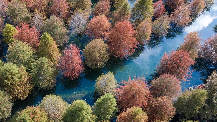 China's reforestation leads to habitat expansion for 73.6 pct of forest bird species: study