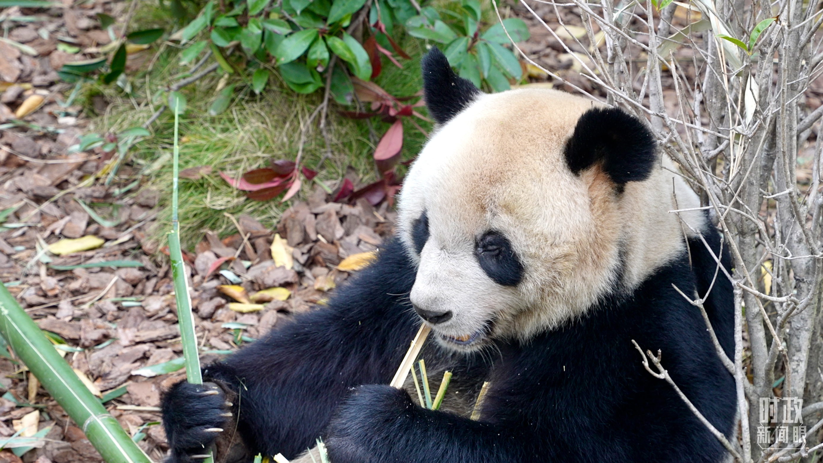 △“圆梦”是首只出生在法国的大熊猫。（总台央视记者卢心雨拍摄） 