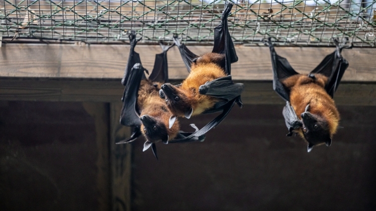 “世界最大蝙蝠”已在广州安家，即日起面向公众展出