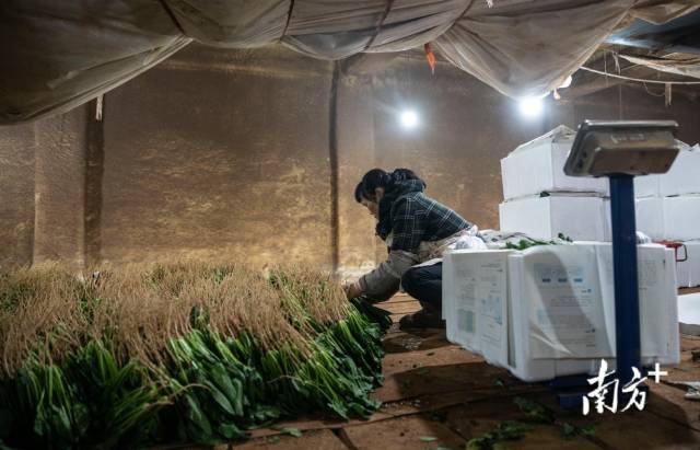 采摘结束后，菠菜被统一运到冷库里储存保鲜，当地人俗称“打冷”。