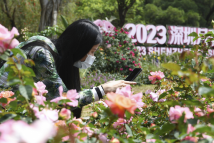 Rose exhibition celebrates beauty in Shenzhen Rose exhibition celebrates beauty in Shenzhen