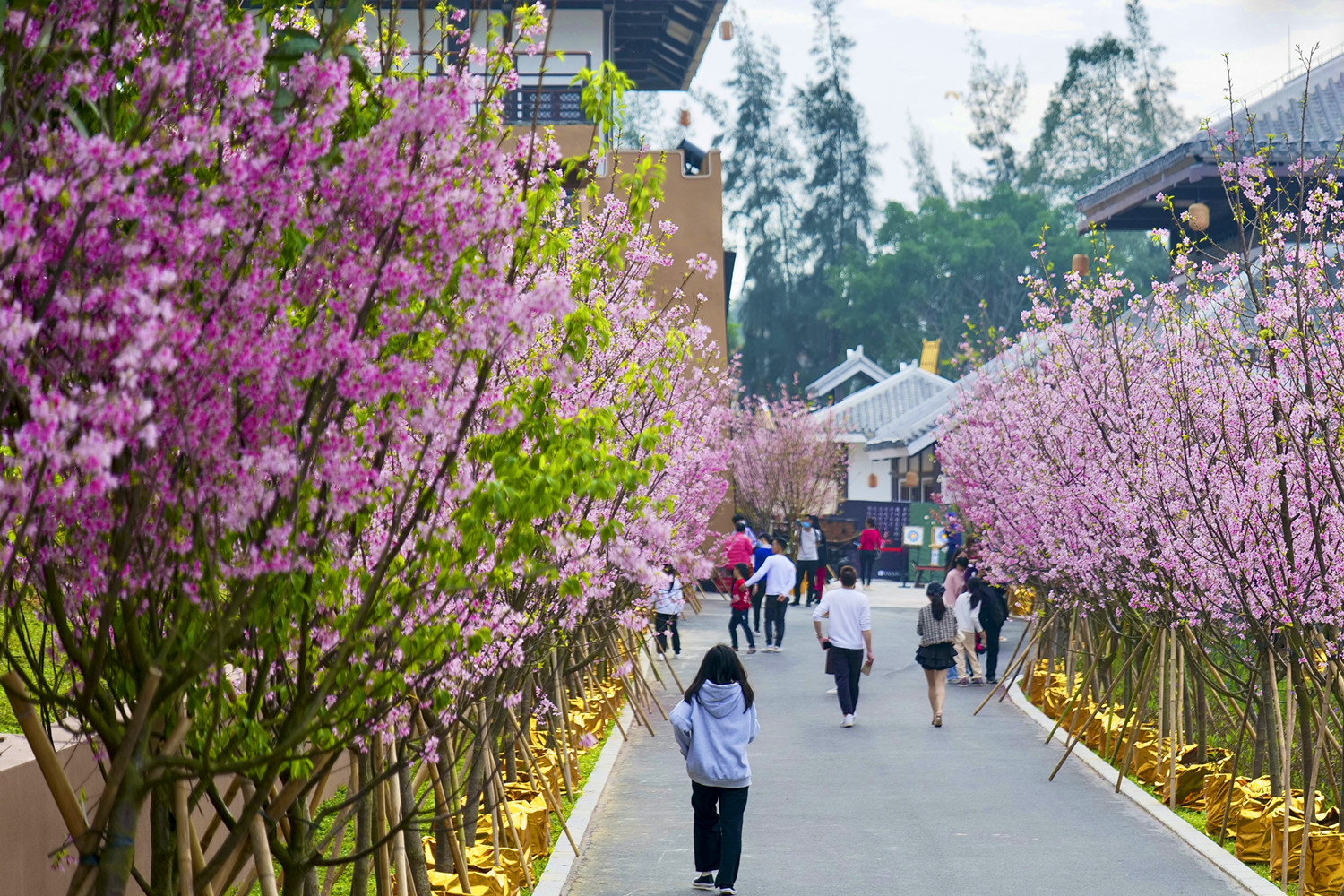 春回大地，疍家墟有福城的樱花盛开，吸引了众多游客前来观赏。（摄影：甘杨松 张波）