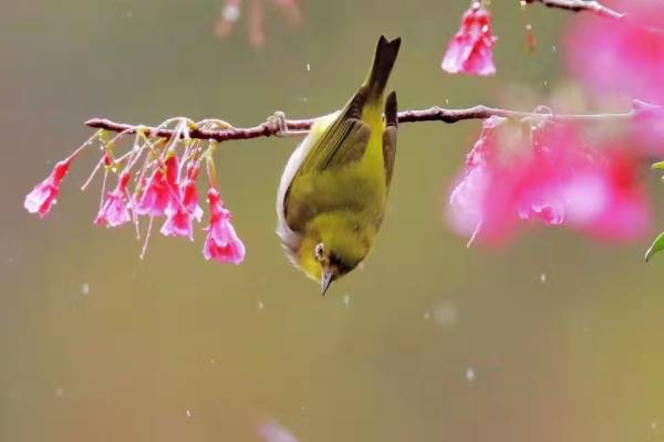 Photo | Flowers and birds in the rain in Maoming