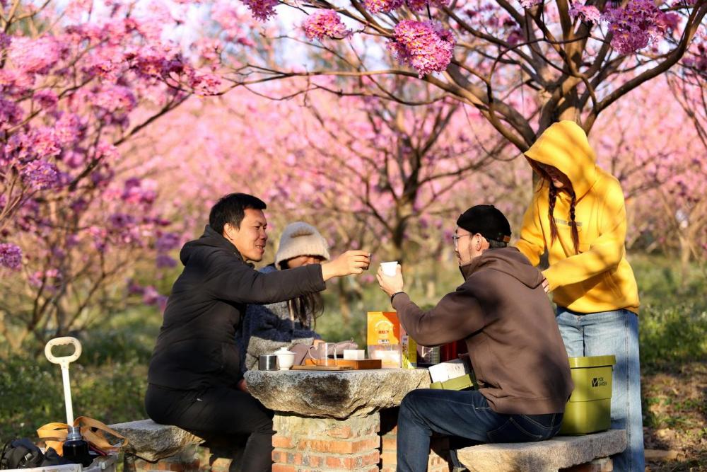 在江门市新会区大泽镇山头坪,游客在花海中泡茶(2023年1月29日摄)。新华社发(黄继明摄)