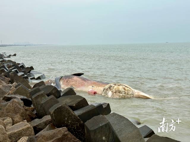漂浮在海面的鲸鱼尸体体形巨大。 