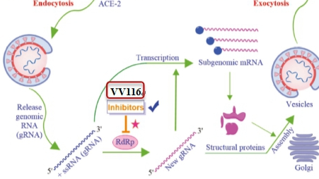 ​Chinese COVID-19 antiviral drug (VV116) hits the market