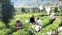 2023年广东省农业保险规模超过100亿元 2023年广东省农业保险规模超过100亿元